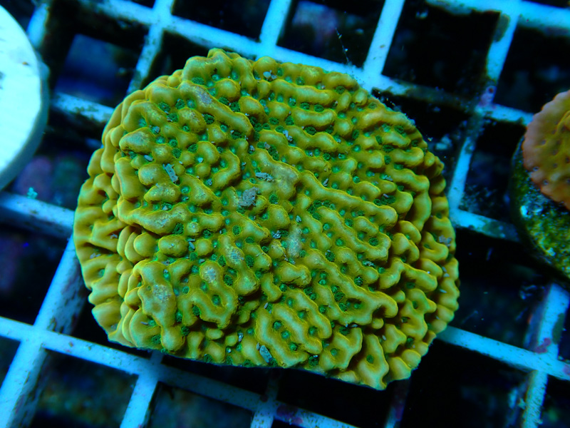 その他 sanngo ac101.jpg